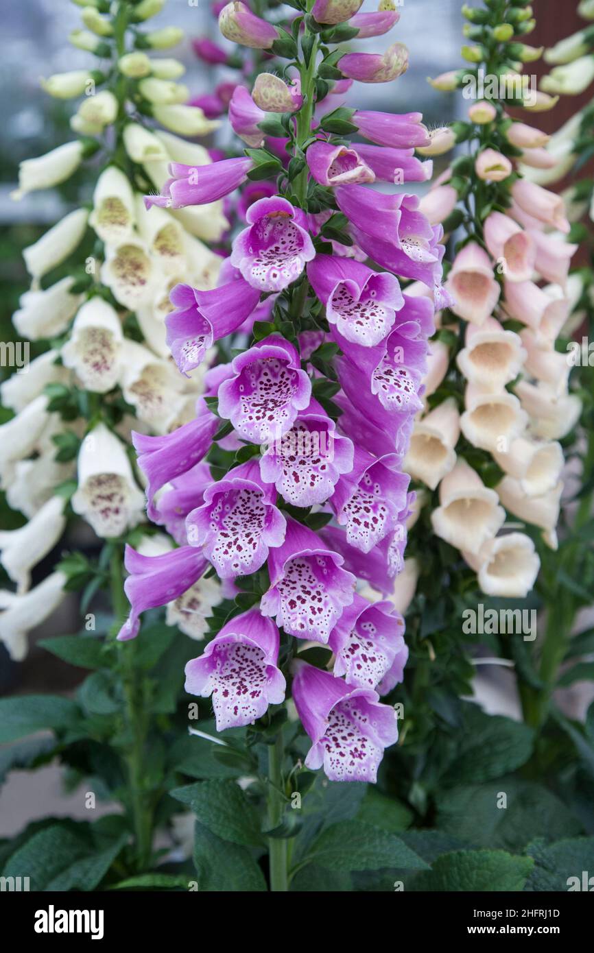 Close up of spring Foxglove flowers in a garden, Stock Photo