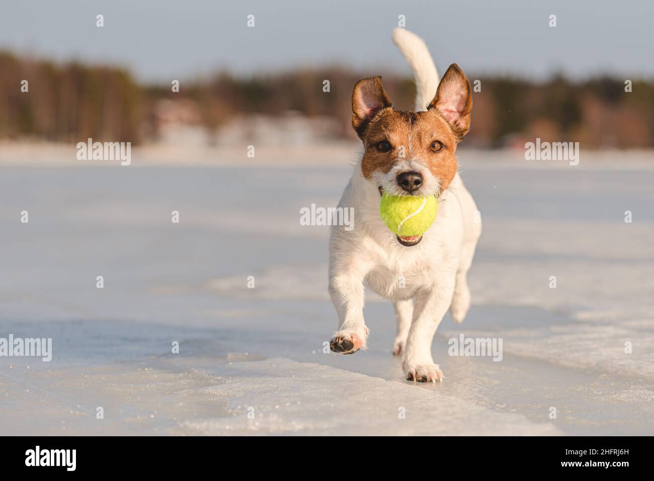 Funny tennis hires stock photography and images Alamy