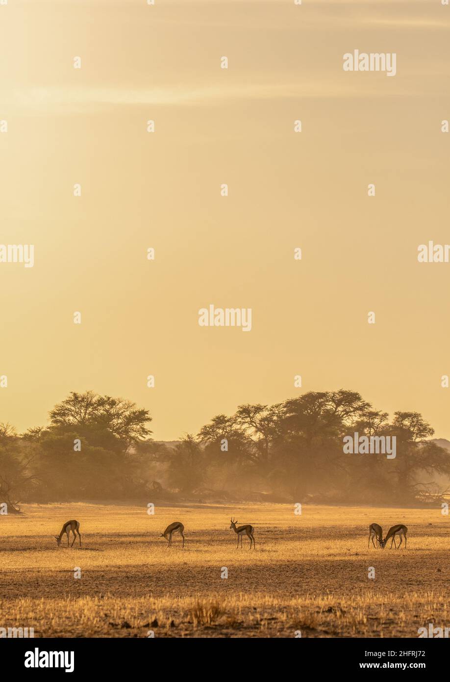 Springbok in the early morning golden light of the Kgalagadi Stock Photo