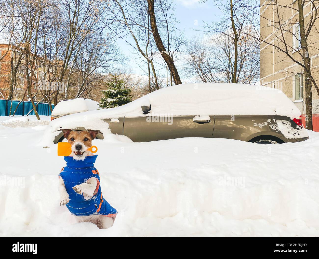 Dog as little rescuer with small shovel ready to dig out car from snowdrift after huge snowfall Stock Photo
