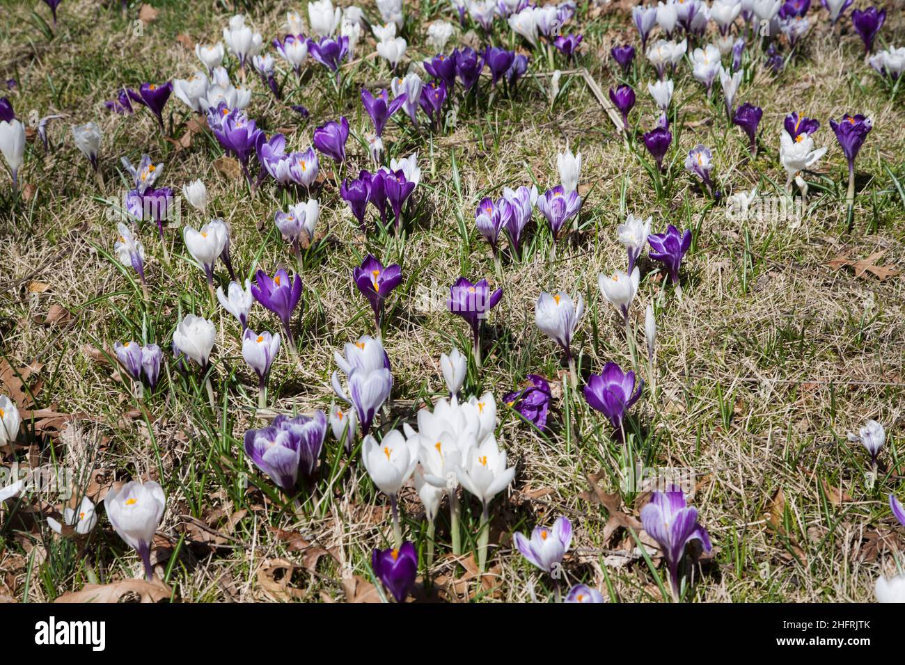Naturalized spring crocus flowers, Mercer County, New Jersey, NJ,  USA, US front garden Stock Photo
