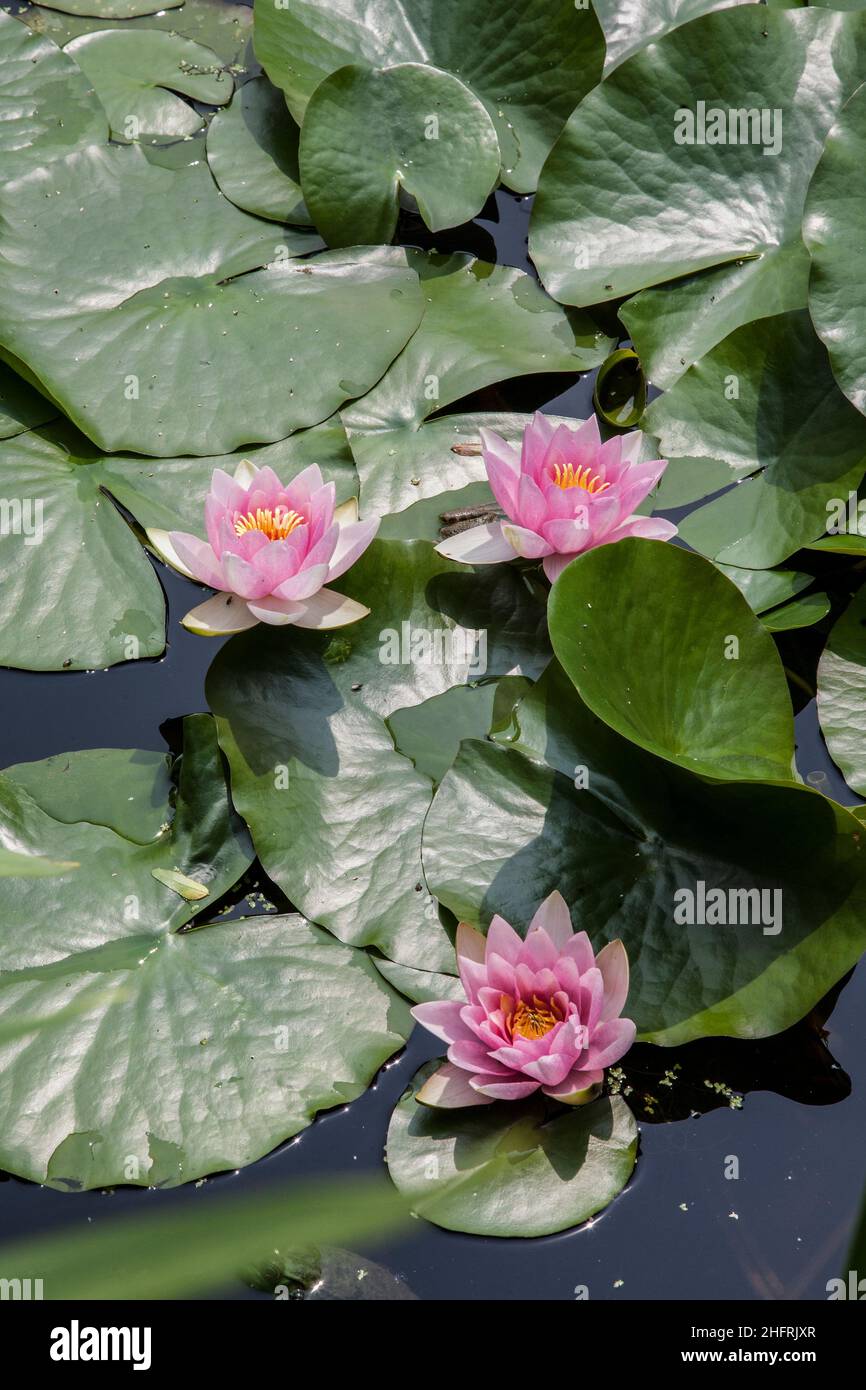 Three pink water lilies & pads in a pond, Princeton, New Jersey, NJ, USA, US Stock Photo