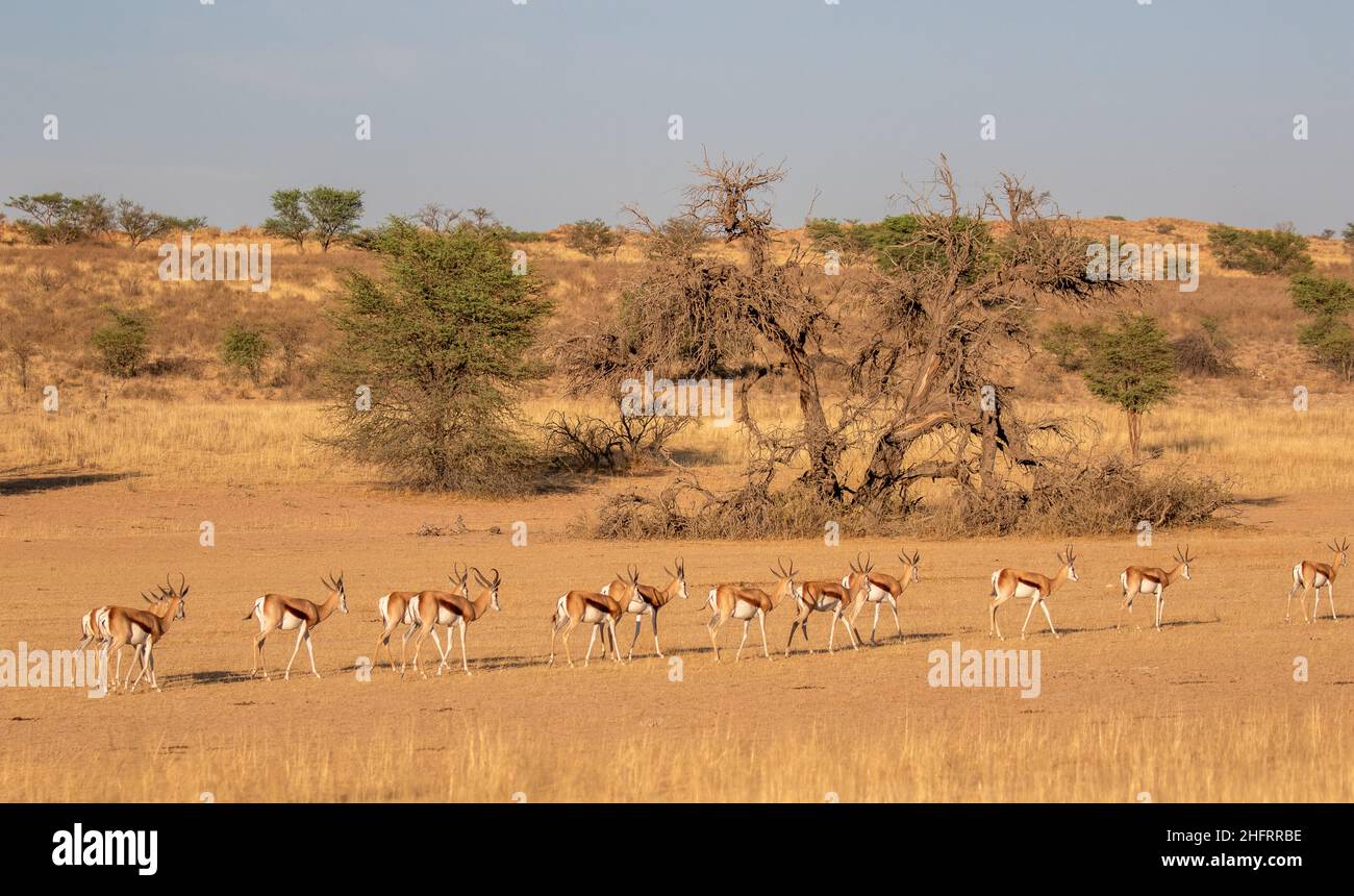 Springbok in the Kgalagadi Stock Photo