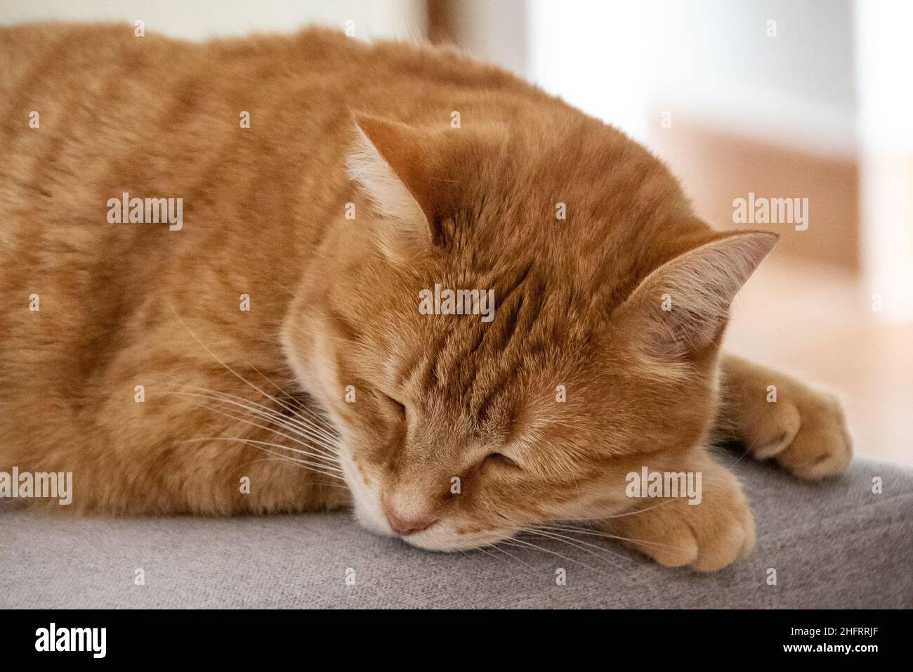ginger cat sleeping on a chair Stock Photo