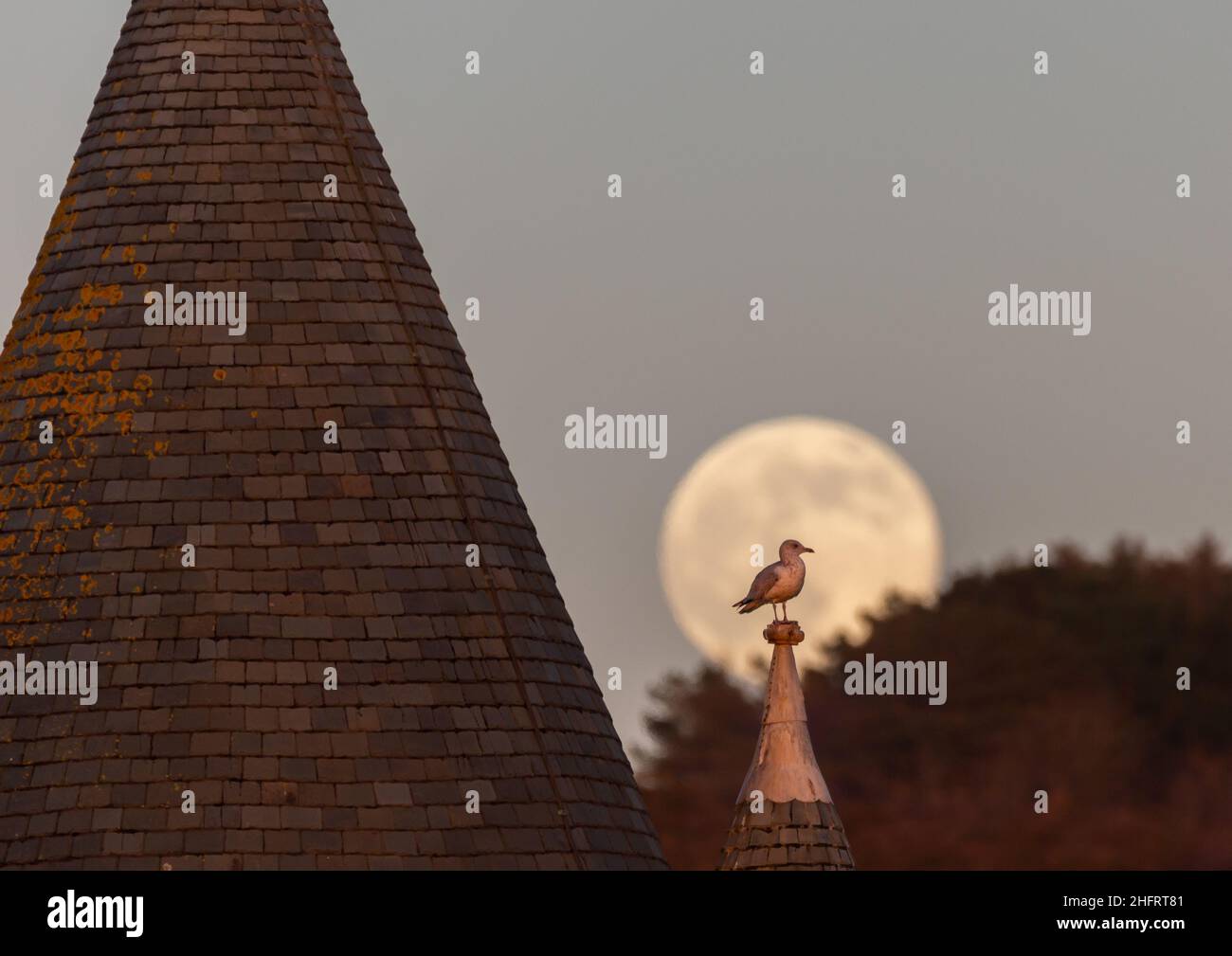Aberystwyth, Ceredigion, Wales, UK. 17th January 2022  UK Weather: A clear sky for viewing the full wolf moon this evening, as a seagull perches on a spire above the old college in Aberystwyth. Wales. © Ian Jones/Alamy Live News Stock Photo