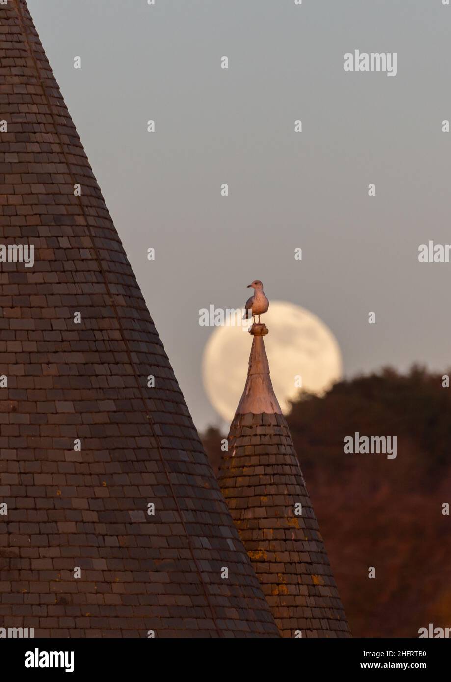 Aberystwyth, Ceredigion, Wales, UK. 17th January 2022  UK Weather: A clear sky for viewing the full wolf moon this evening, as a seagull perches on a spire above the old college in Aberystwyth. Wales. © Ian Jones/Alamy Live News Stock Photo