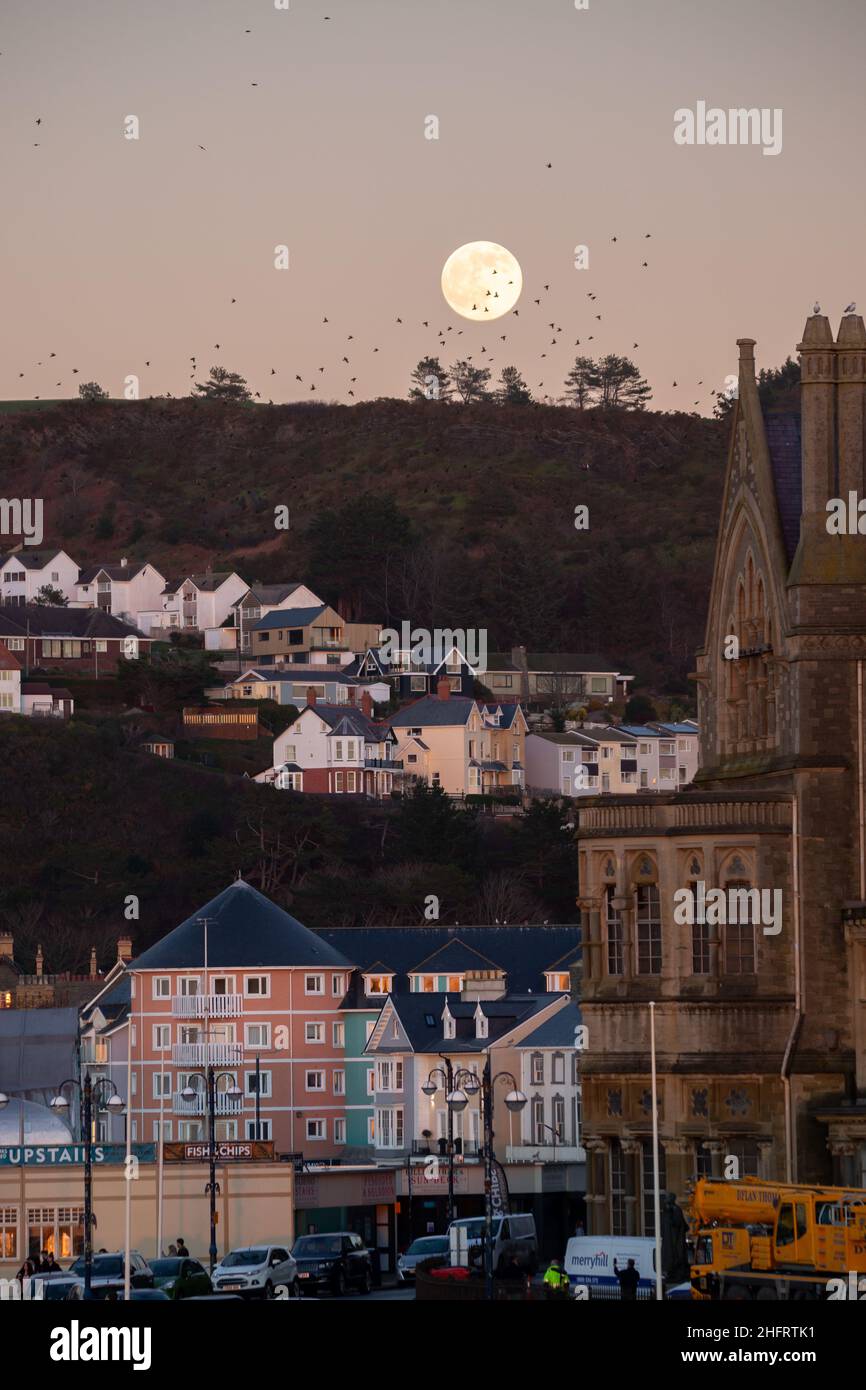 Aberystwyth, Ceredigion, Wales, UK. 17th January 2022  UK Weather: A clear sky for viewing the full wolf moon this evening, as starlings fly past in the foreground above Aberystwyth, Wales. © Ian Jones/Alamy Live News Stock Photo