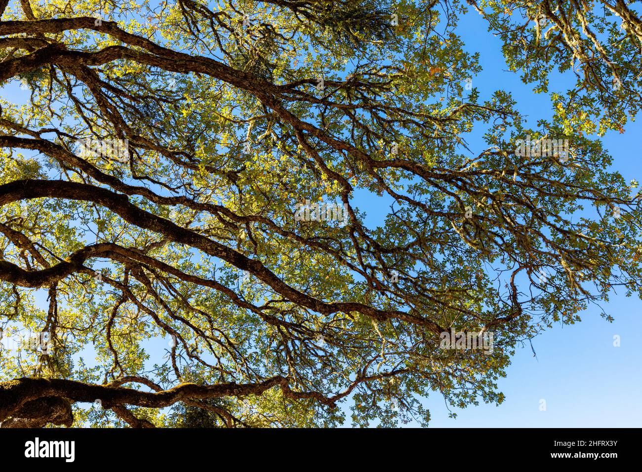 Oak tree branches against a blue sky, Northern California, USA Stock Photo