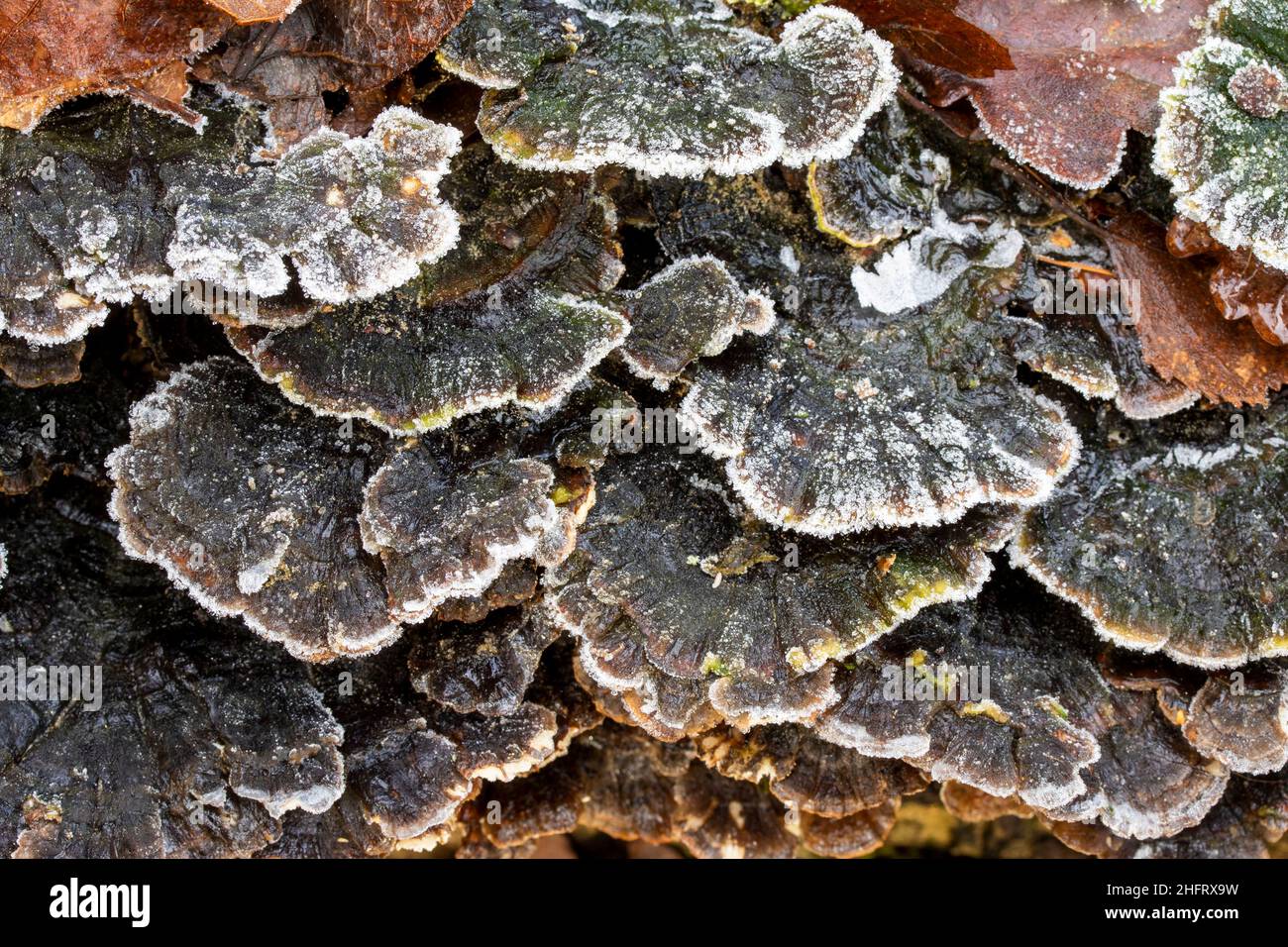 Choas, abstract patterns and textures in nature and the environment ...