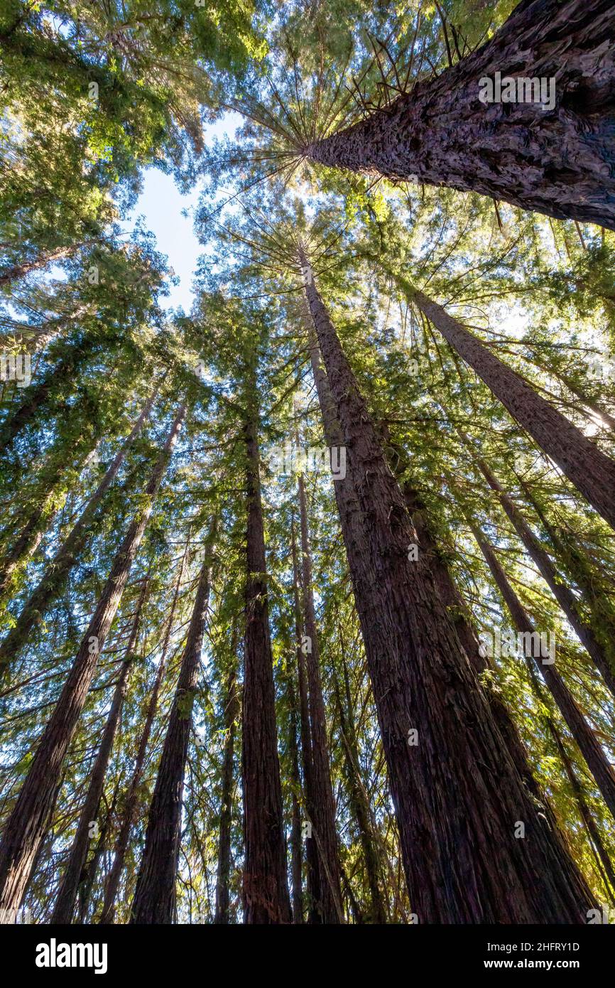Looking up at tall redwood trees, Mendocino County, California, USA Stock Photo