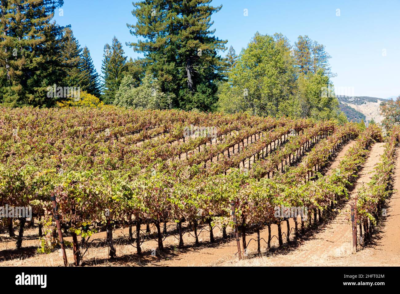 Grape vines, Mendocino County, California, USA Stock Photo