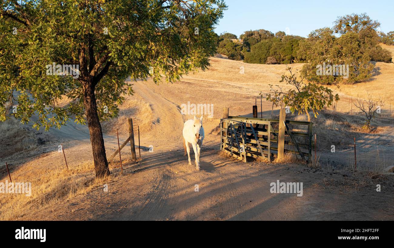 White horse on ranch in Mendocino County, Northern California, USA Stock Photo