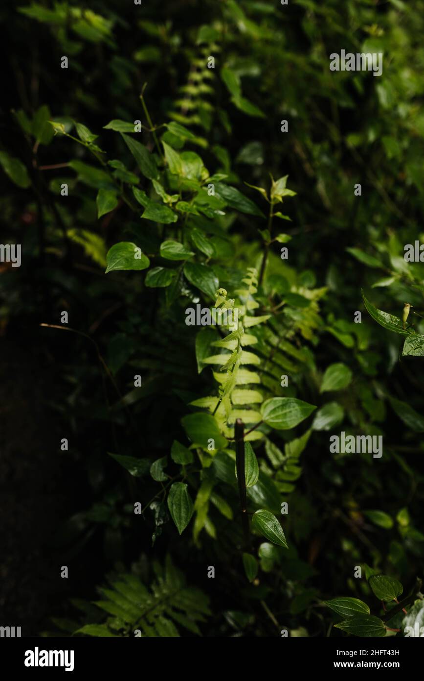 Vertical shot plants trees hi-res stock photography and images - Alamy