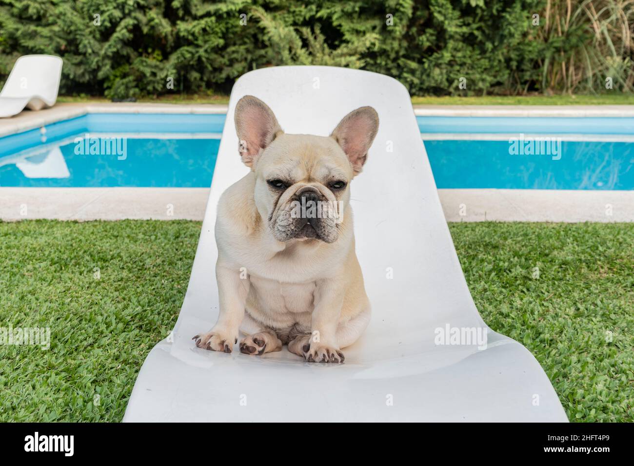 Serious French Bulldog Dog sitting and staring at camera Stock Photo Alamy