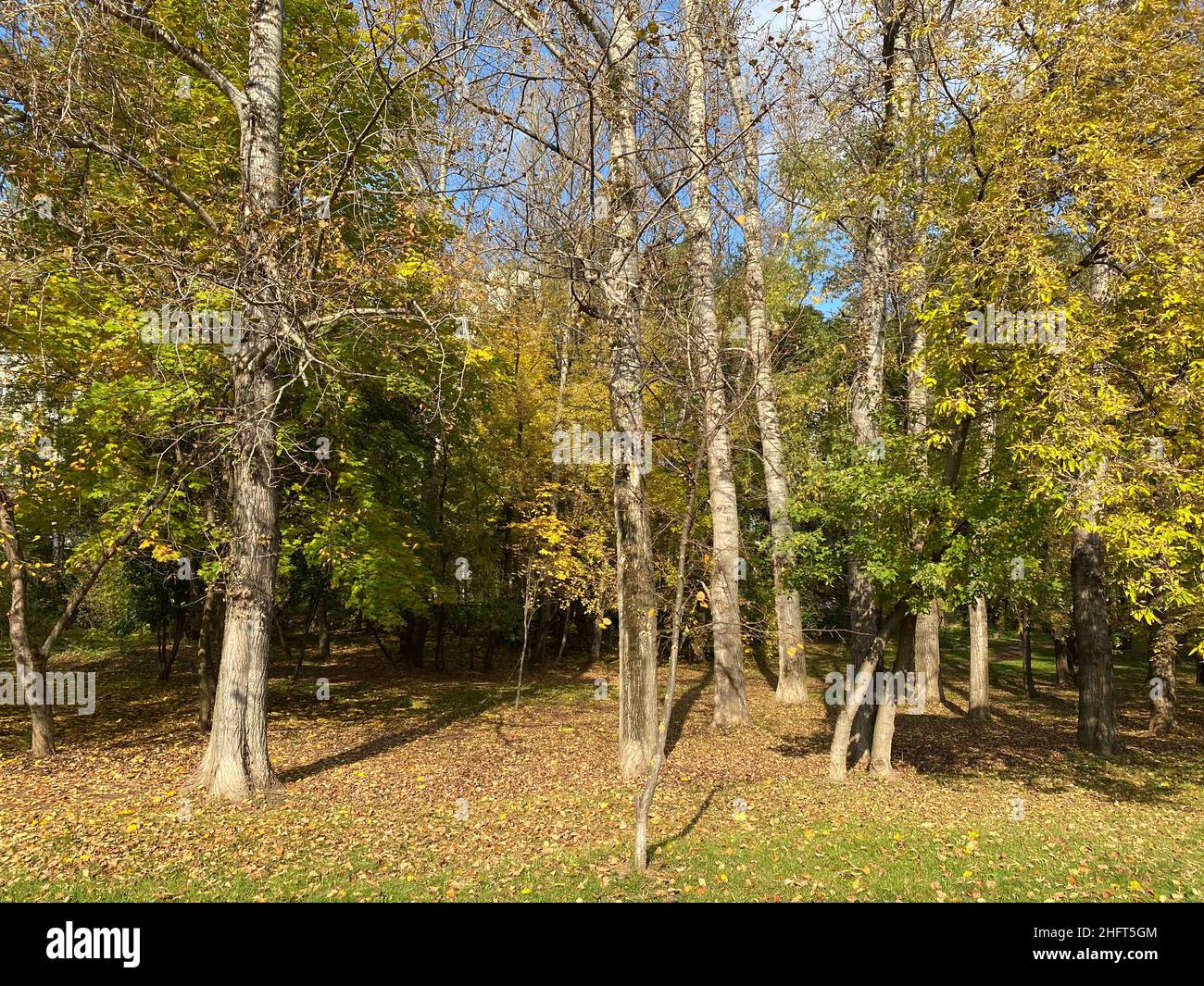 autumn in city park at dry sunny day Stock Photo - Alamy