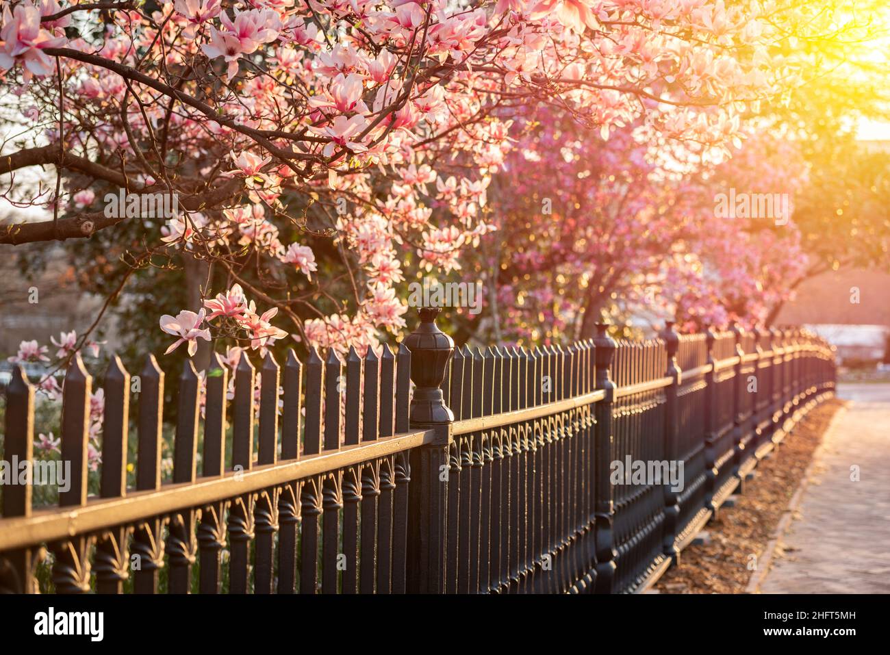 Castiron fence and Saucer Magnolias at dusk in spring season. Stock Photo