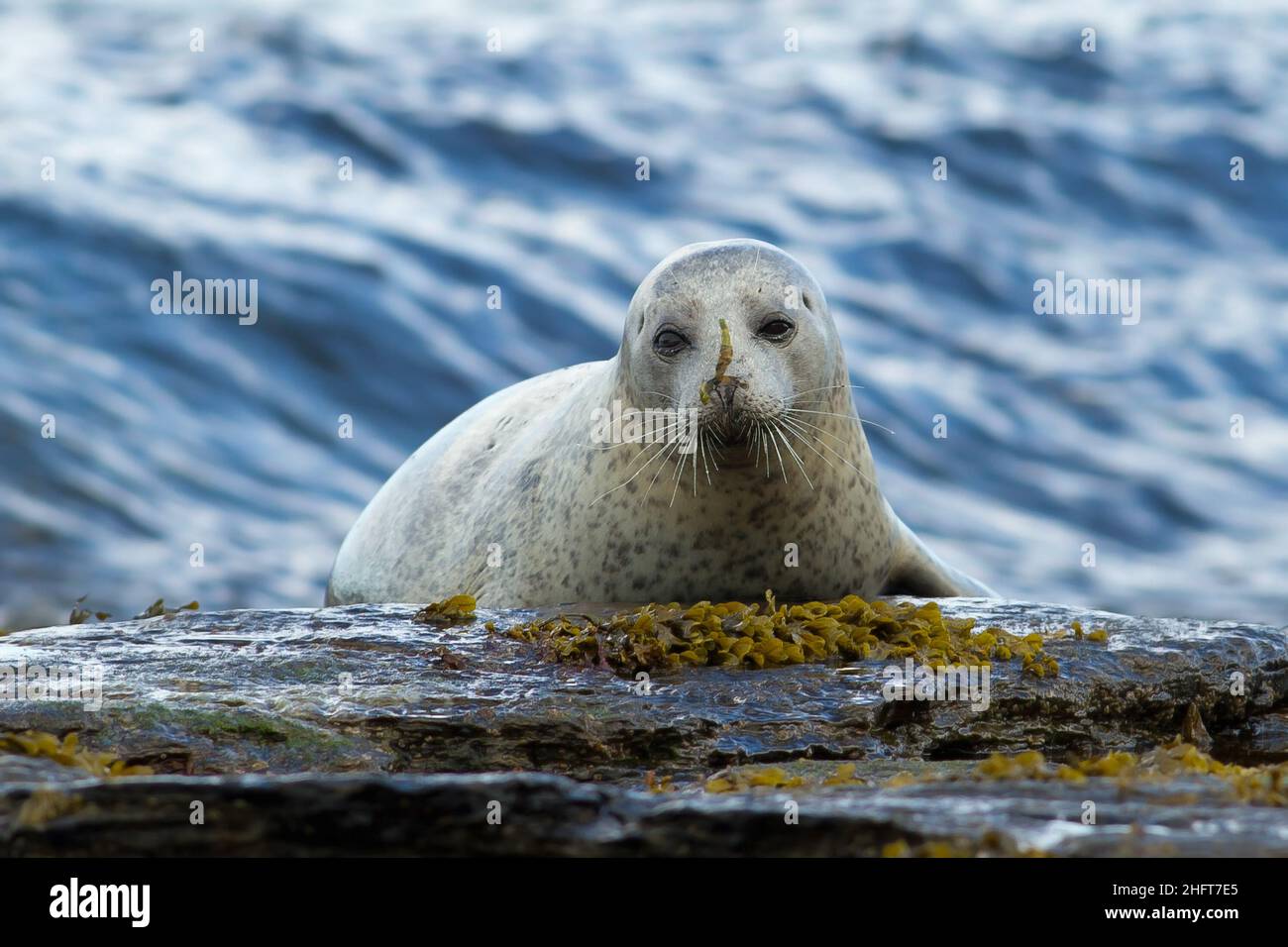 Common Seal Orkney Hi res Stock Photography And Images Alamy common-seal-orkney-hi-res-stock-photography-and-images-alamy