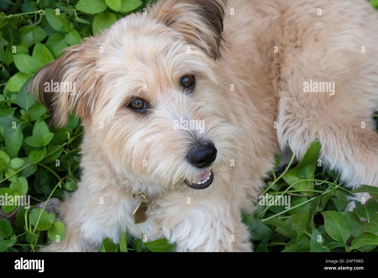 Mixed-breed dog, looking at camera Stock Photo