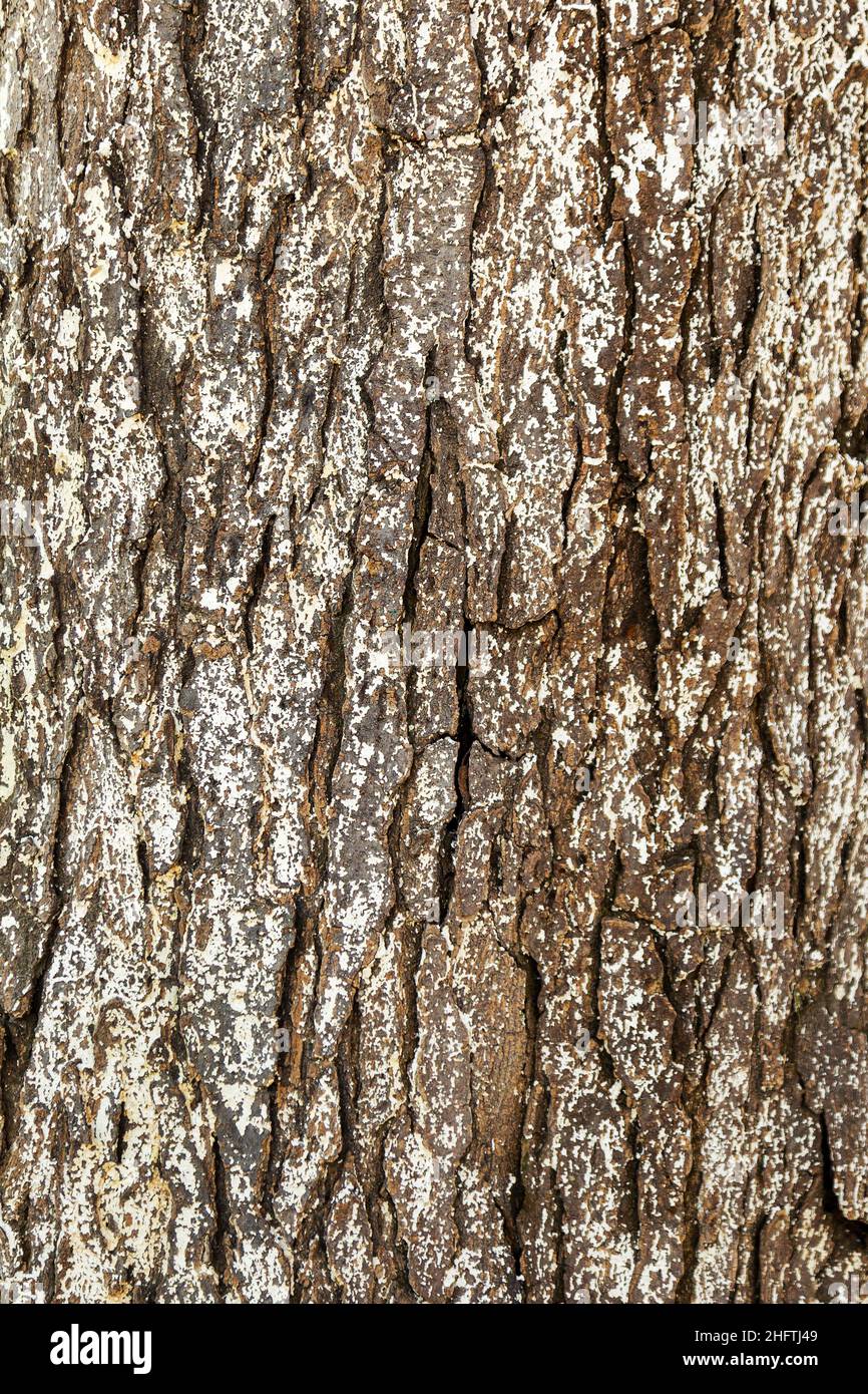 Old Wood Tree Texture Background Pattern Stock Photo - Alamy