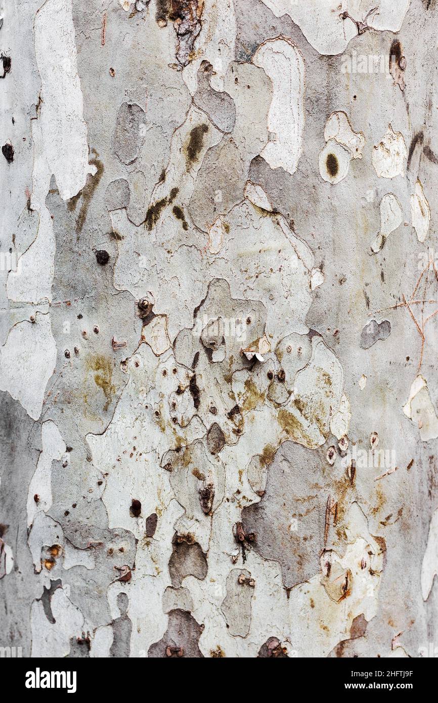 Old Wood Tree Texture Background Pattern Stock Photo - Alamy