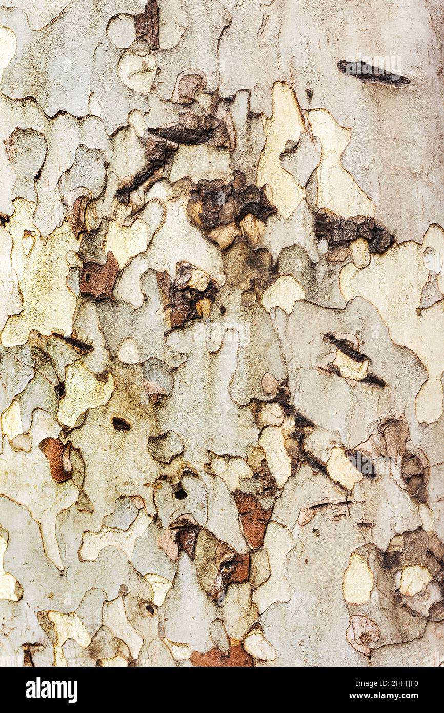 Old Wood Tree Texture Background Pattern Stock Photo - Alamy