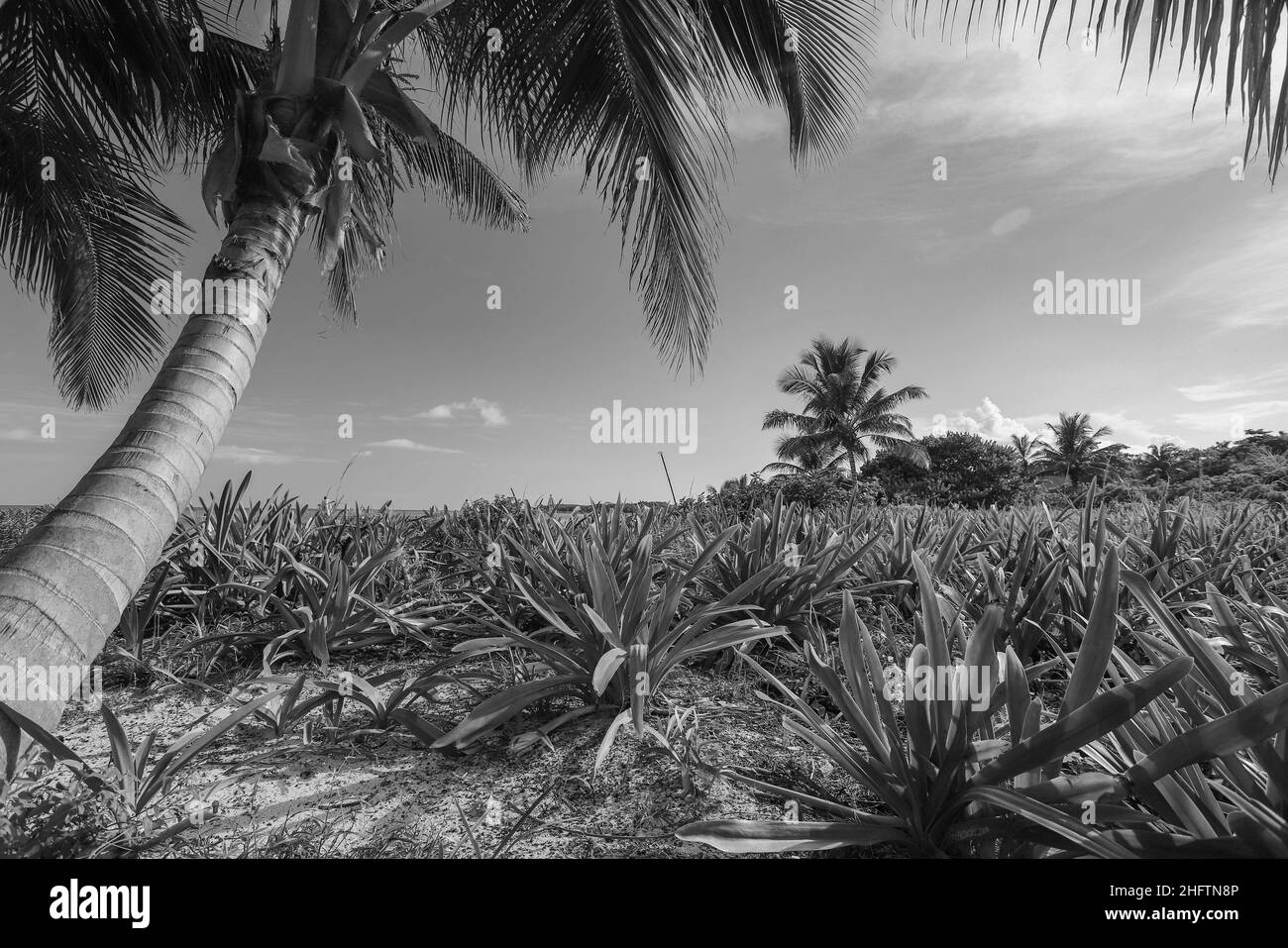 Secluded Beach in Riviera Maya, Mexico Stock Photo