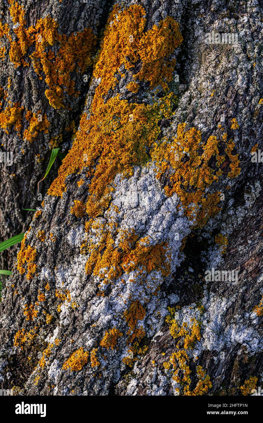 The lichens on the bark form abstract designs. Abruzzo, Italy, Europe Stock Photo