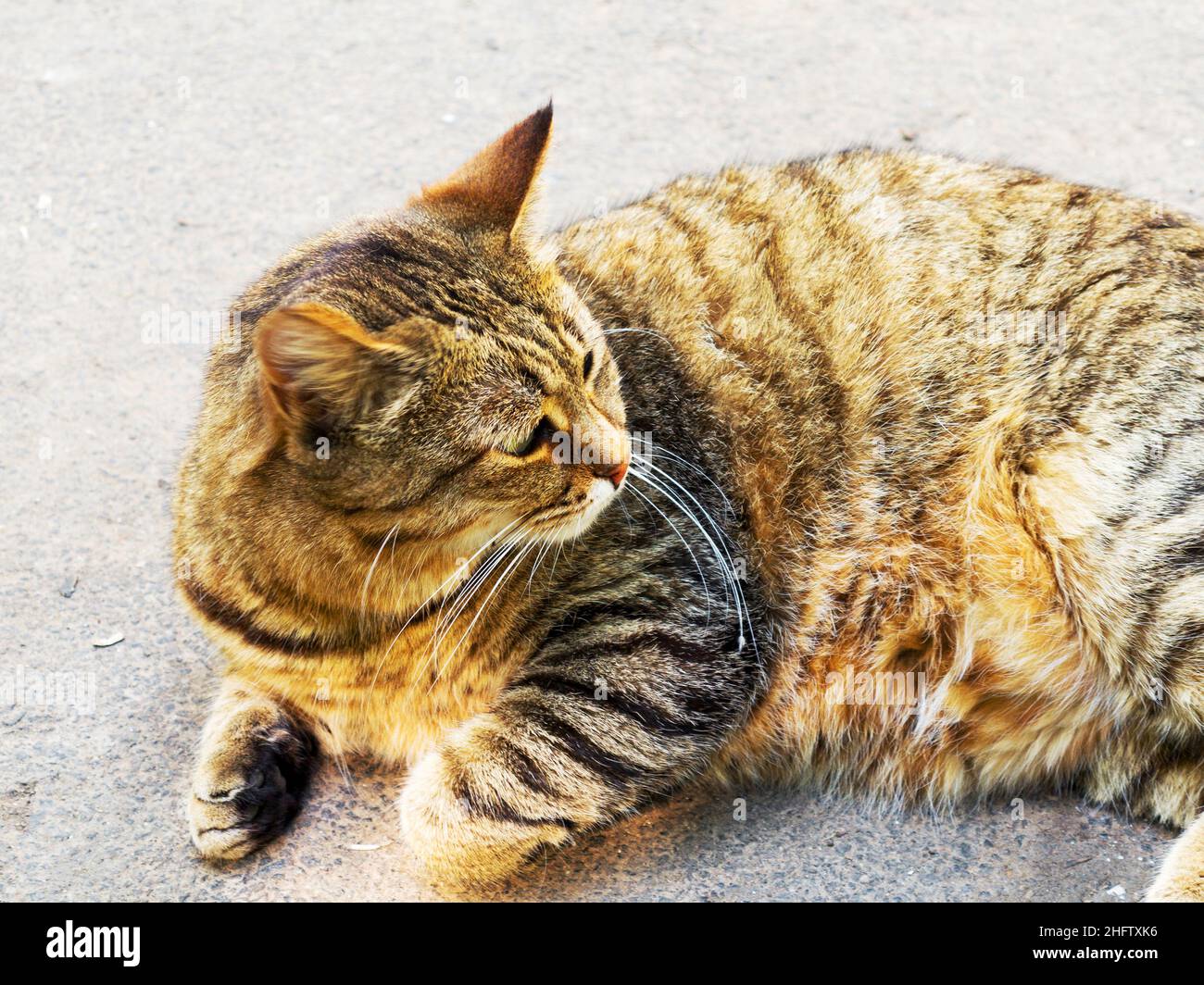 Beautiful tabby cat with intense green eyes lying on the pavement Stock ...