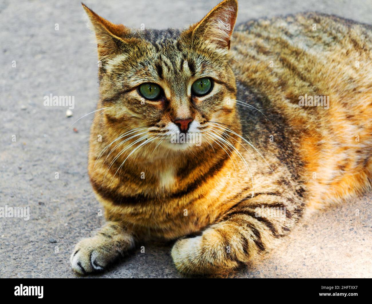 Beautiful tabby cat with intense green eyes lying on the pavement ...