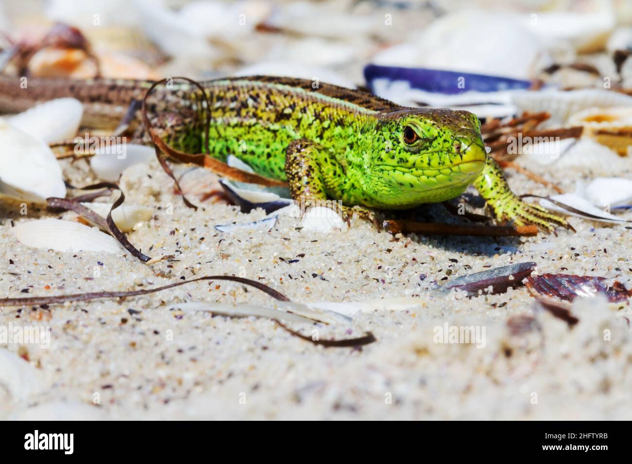 Green Lizard on the sand in focus (Lacerta viridis, Lacerta agilis) is a species of lizard of the genus Green lizards. Stock Photo