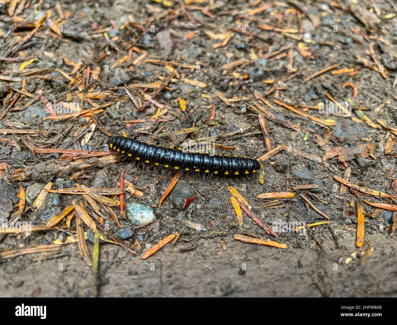 Yellow-spotted millipede (Harpaphe haydeniana) is a species of polydesmidan ('flat-backed') millipede found in the moist forests along the Pacific coa Stock Photo
