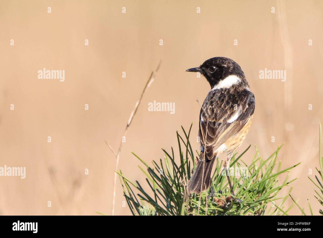 Common Stonechat Male Winter High Resolution Stock Photography and ...