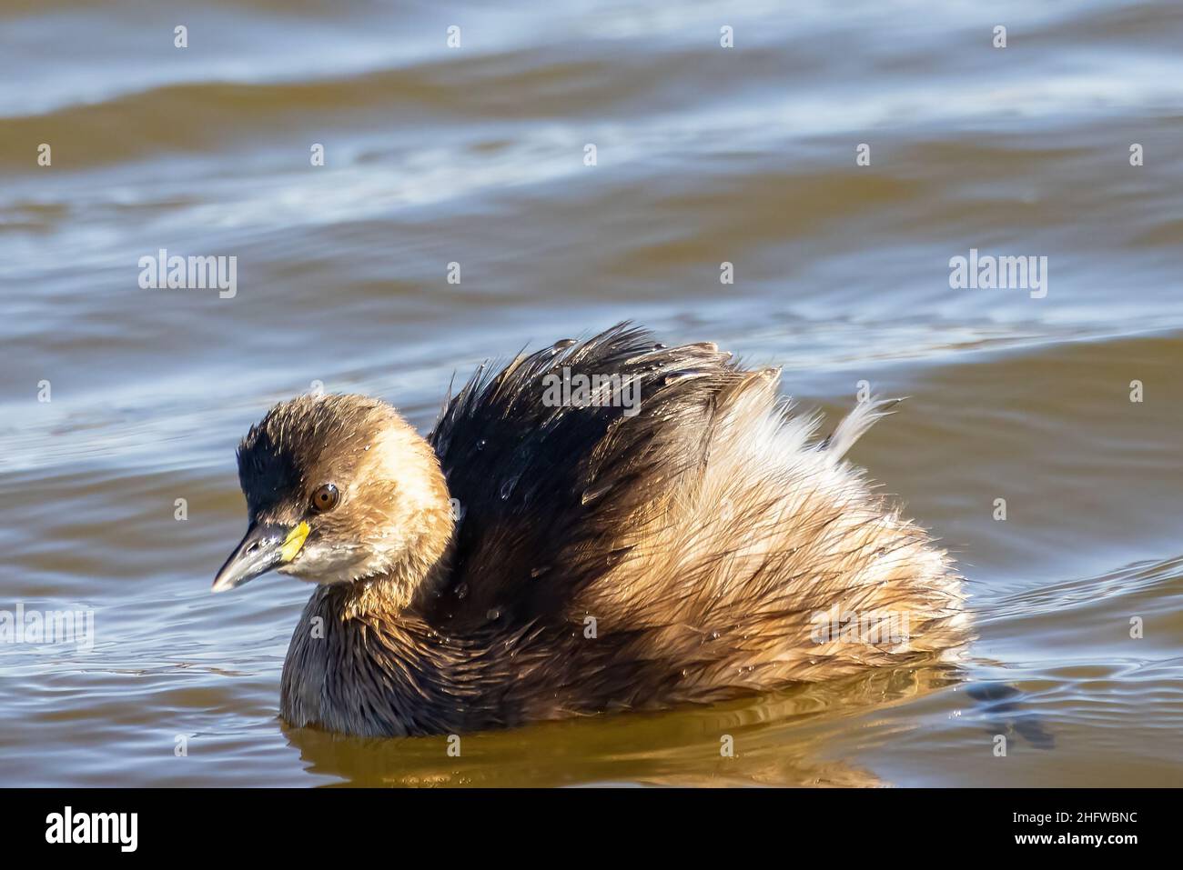 A little grebe (Tachybaptus ruficollis), also known as dabchick, is a member of the grebe family of water birds Stock Photo