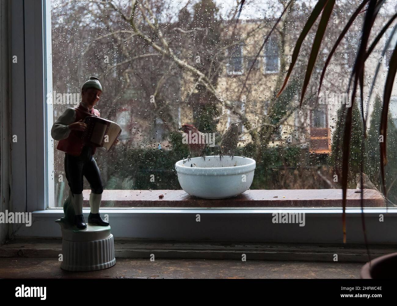House finches at backyard window feeder Stock Photo - Alamy