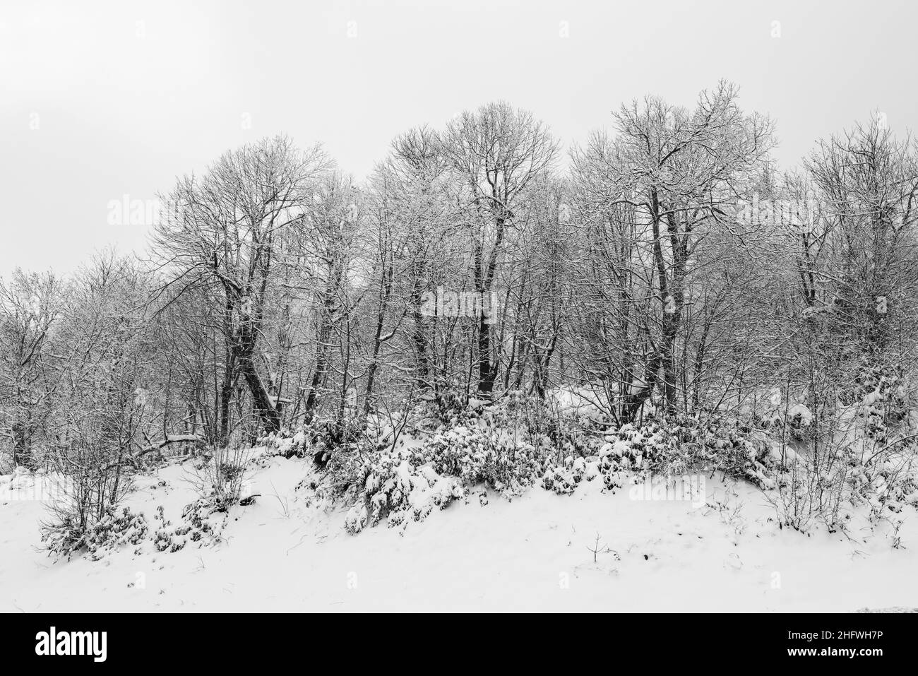 KARTEPE, KOCAELI, TURKEY. Beautiful winter landscape. Winter snowy forest. Stock Photo