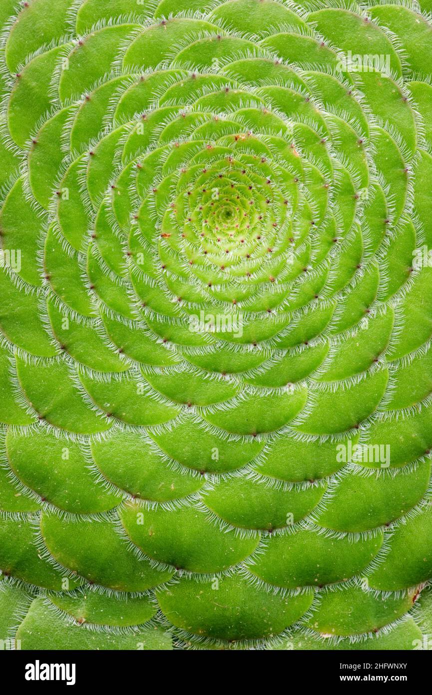 Close-up of Saucer plant (Aeonium tabuliforme). Stock Photo