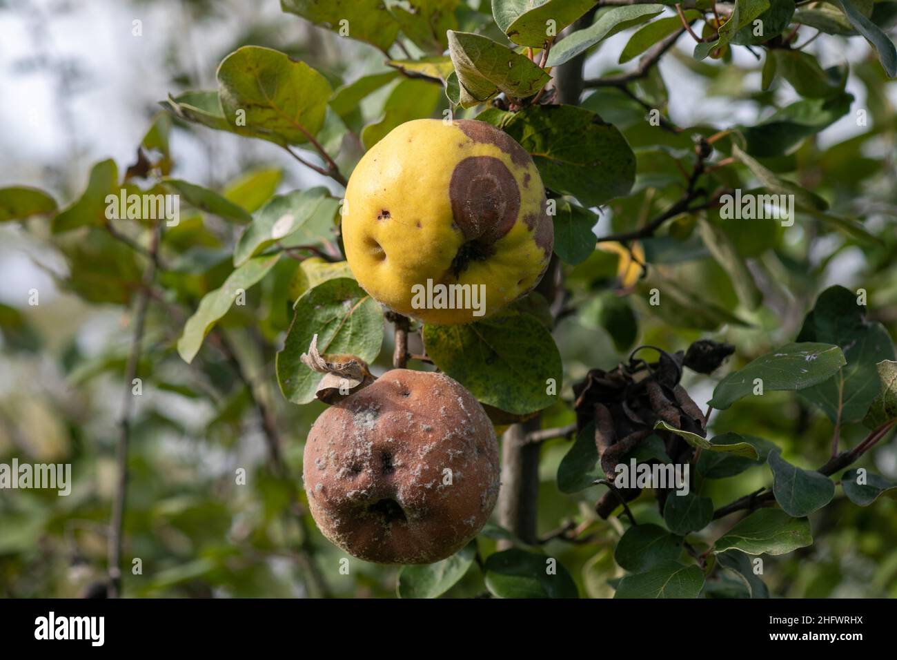 Rotten apple quince on the fruit tree, Monilia laxa (Monilinia laxa) infestation, plant disease Stock Photo