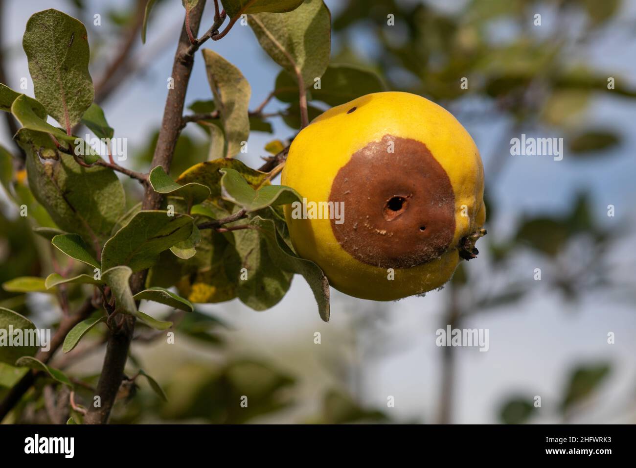 Rotten apple quince on the fruit tree, Monilia laxa (Monilinia laxa) infestation, plant disease Stock Photo