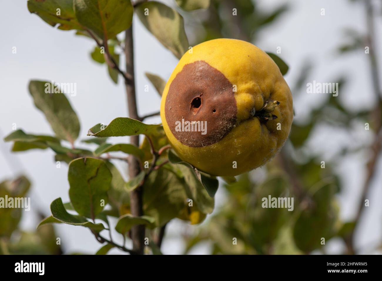 Rotten apple quince on the fruit tree, Monilia laxa (Monilinia laxa) infestation, plant disease Stock Photo