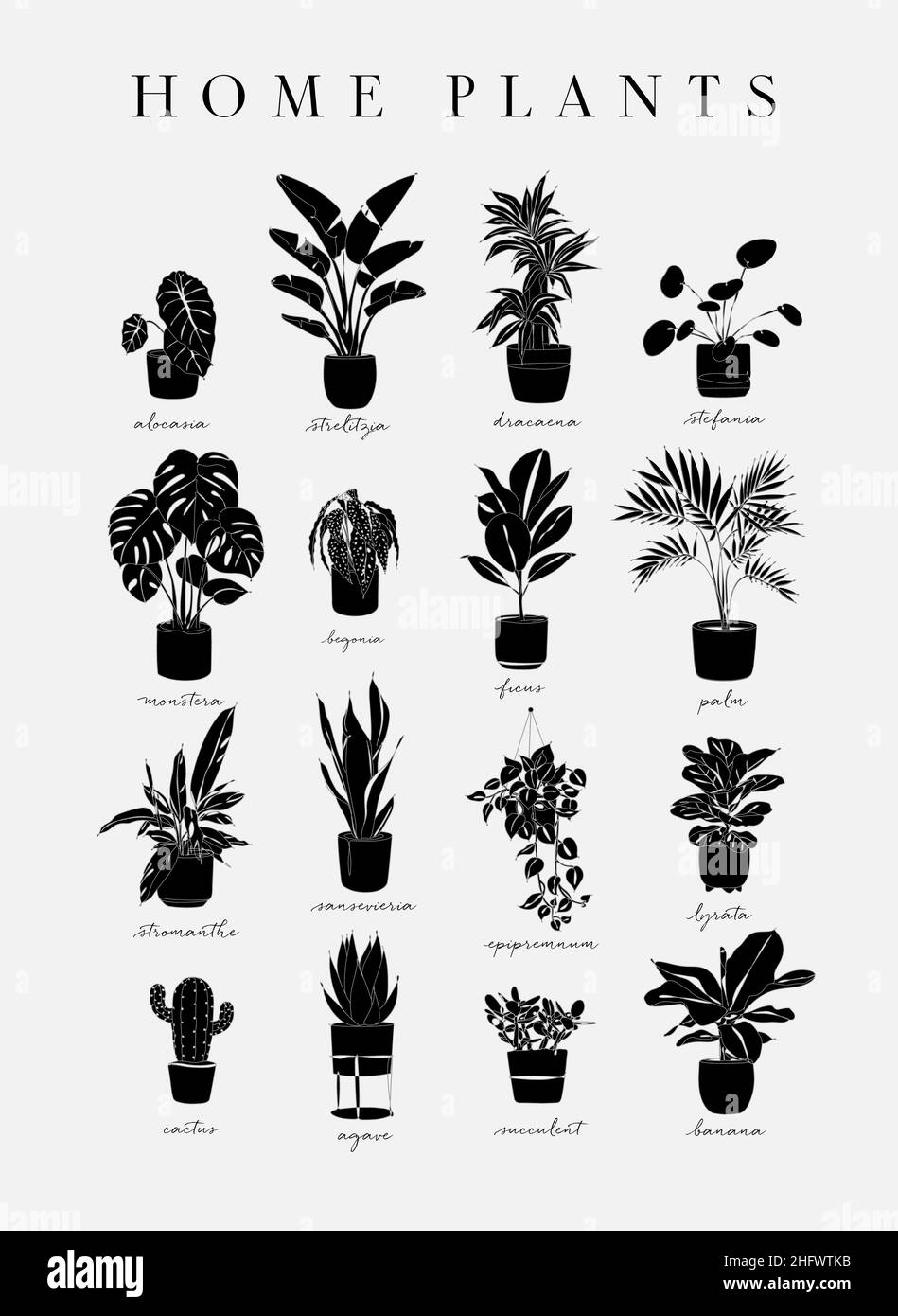 Poster home plants in linear style alocasia, strelitzia, dracaena, stefania, monster, begonia, ficus, palm, stromanthe, epipremnum, lyrata, cactus, ag Stock Vector