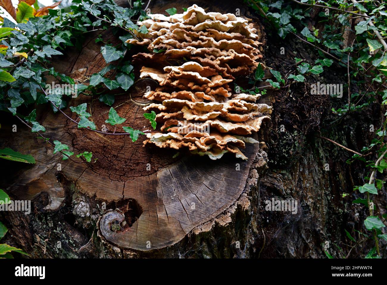 bracket fungus,shelf fungus,fungi,fruiting bodies,bracket fungus