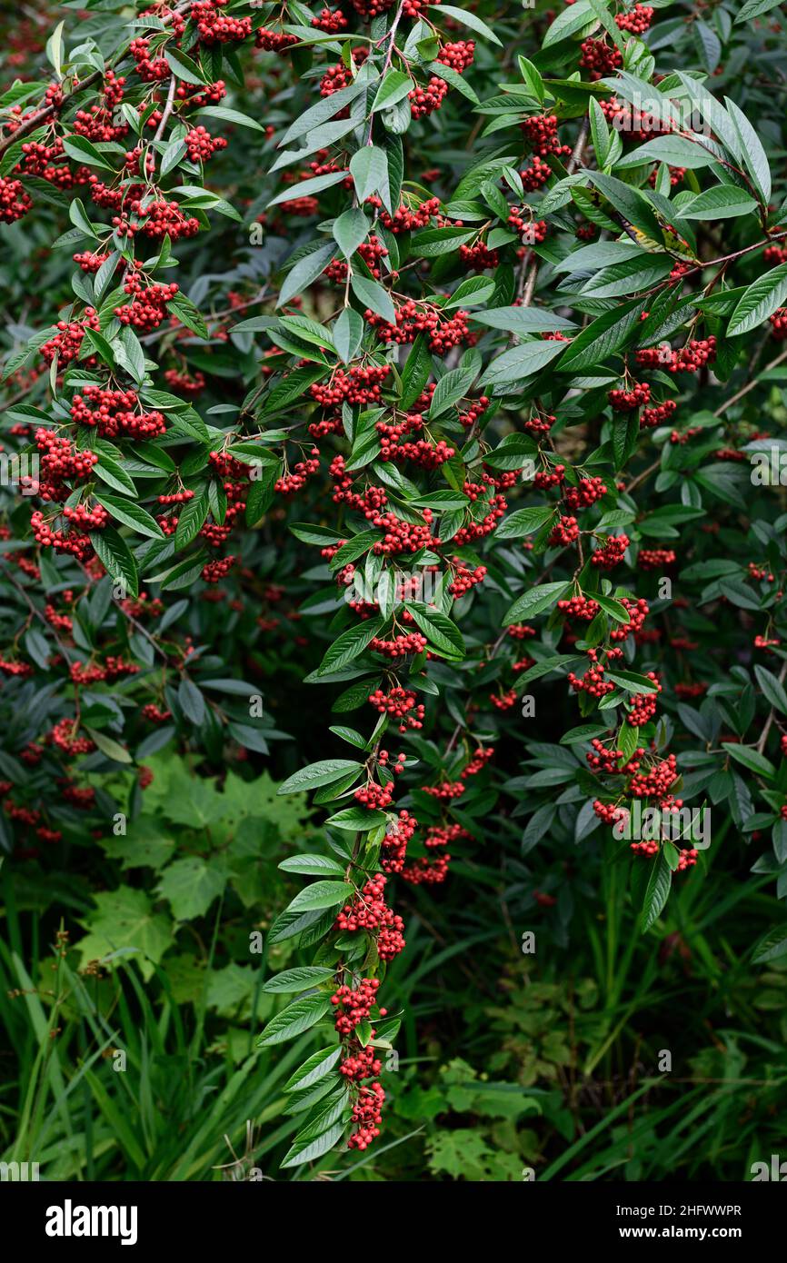 Cotoneaster salicifolius Hybridus Pendulus,fruits,winter,red berries,Weeping Cotoneaster,red fruit,garden,evergreen,gardens,RM Floral Stock Photo
