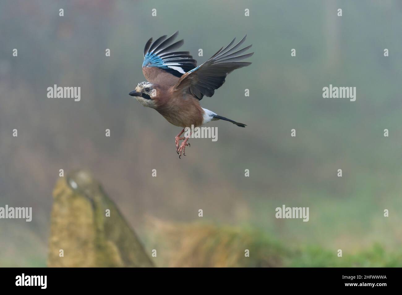 Eurasian jay flying hi-res stock photography and images - Alamy