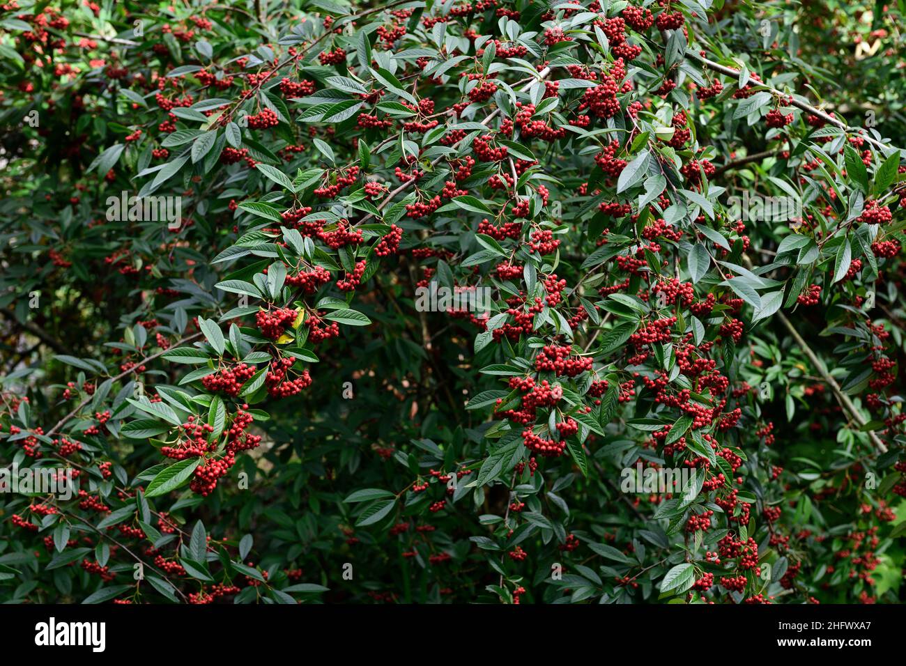 Cotoneaster salicifolius Hybridus Pendulus,fruits,winter,red berries,Weeping Cotoneaster,red fruit,garden,evergreen,gardens,RM Floral Stock Photo