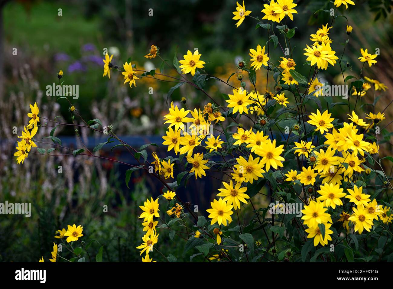 helianthus microcephalus,Sunflower microcephalus ,lemon yellow flowers
