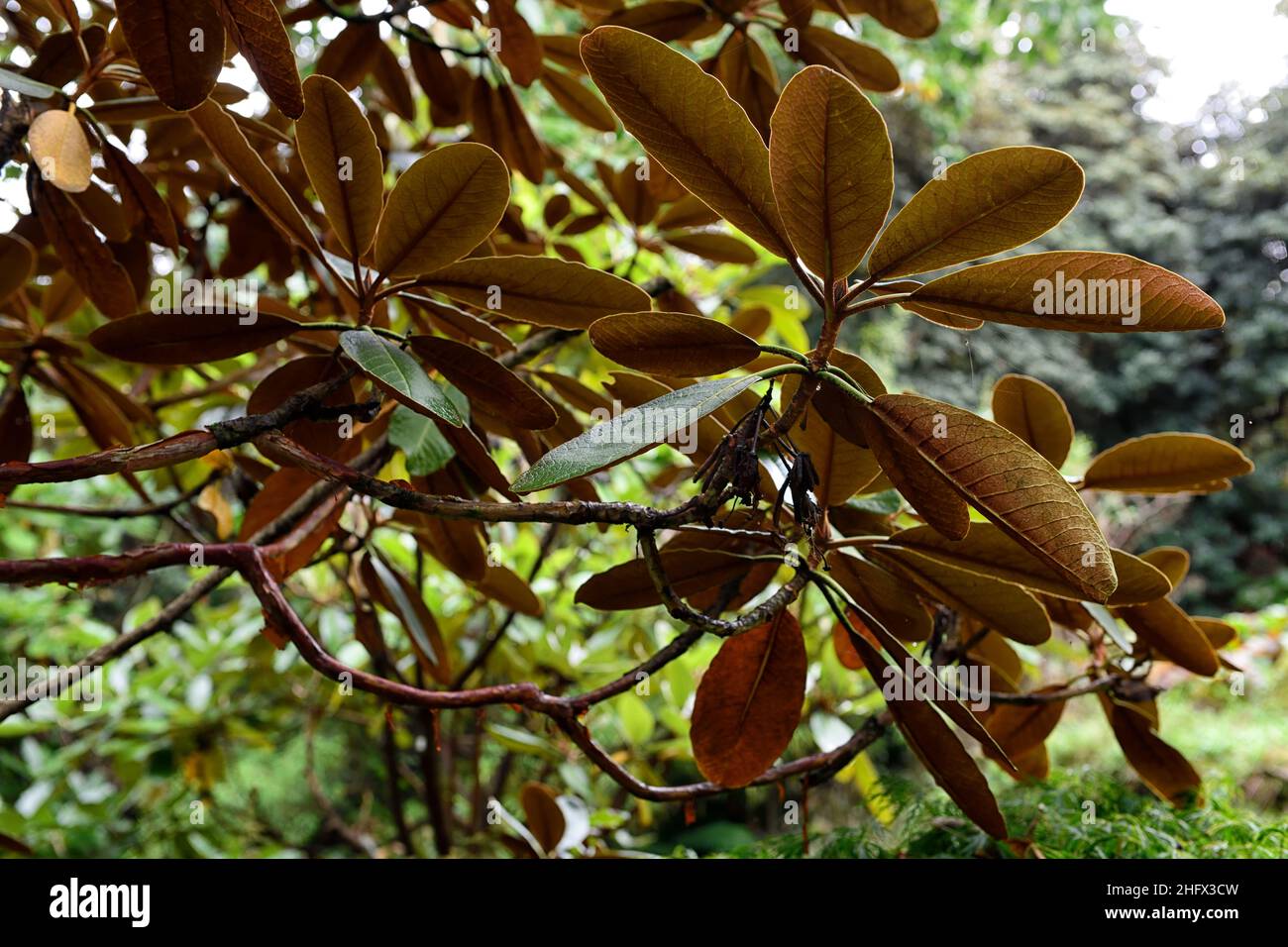 rhododendron falconeri ssp eximium,glossy green leaves,cinnamon ...