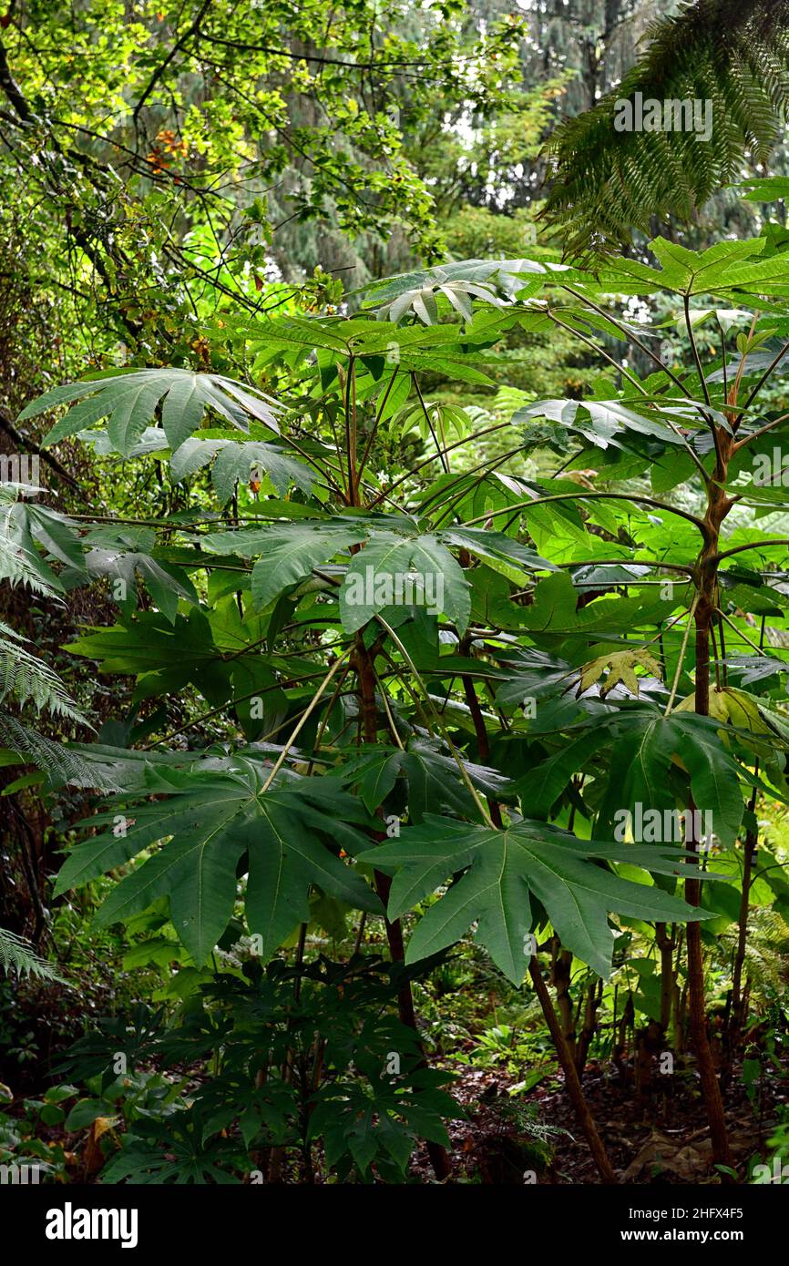 RM Floral,glossy green leaves,foliage,attractive leaves,tropical plant,exotic,schefflera delavayi Stock Photo