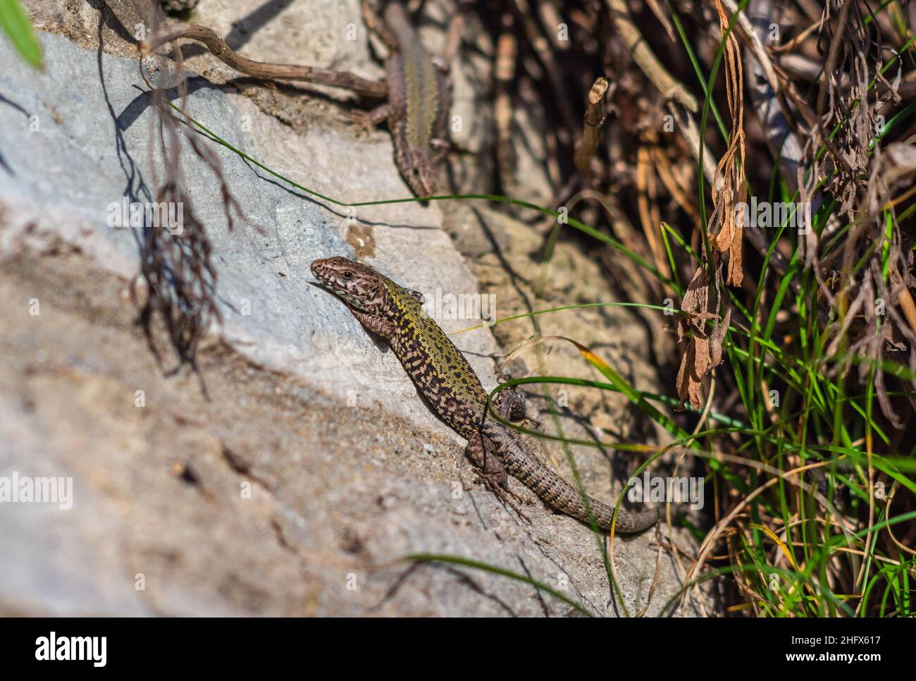 A wall lizard (Podarcis muralis) - a non-native or introduced species - basking in the sun during winter 2022 at Boscombe beach promenade, Dorset, UK Stock Photo