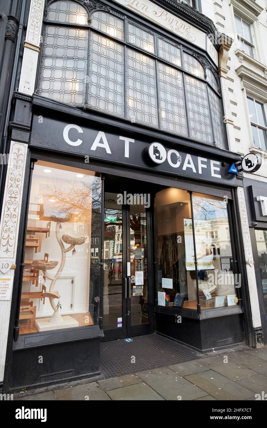 cat cafe Liverpool England UK Stock Photo Alamy