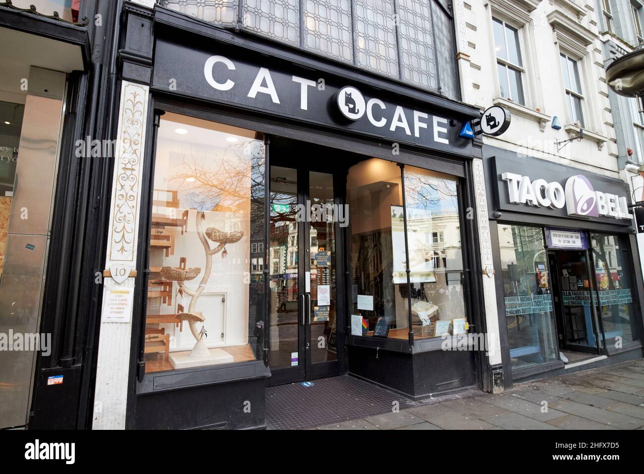 cat cafe Liverpool England UK Stock Photo Alamy